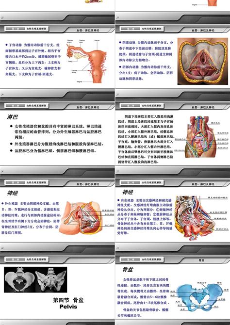 女人生殖器|解剖学高清图谱 女性生殖系统